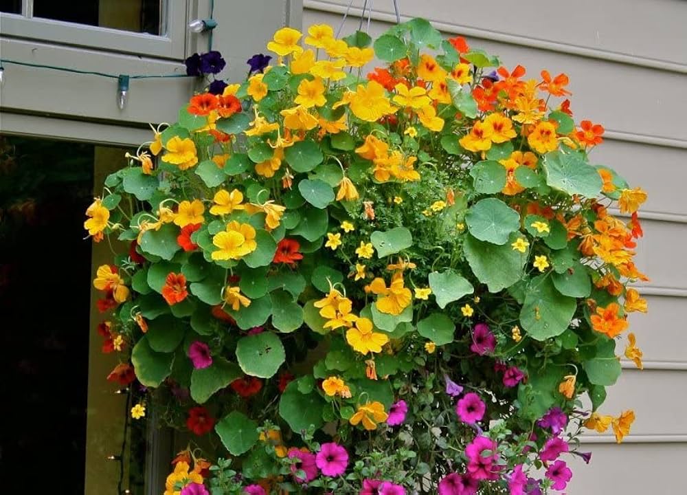 Heirloom Non-GMO Nasturtium Flower Seeds for Planting – Mixed Color Edible Blooms for Garden Borders for planting in your garden.