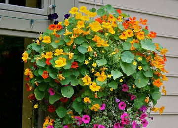 Heirloom Non-GMO Nasturtium Flower Seeds for Planting ƒ?? Mixed Color Edible Blooms for Garden Borders