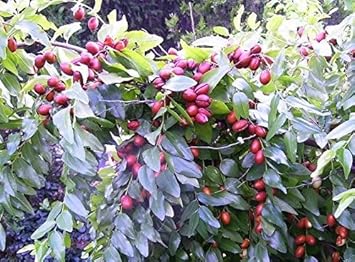 Red Ziziphus jujuba fruit seeds for tree garden