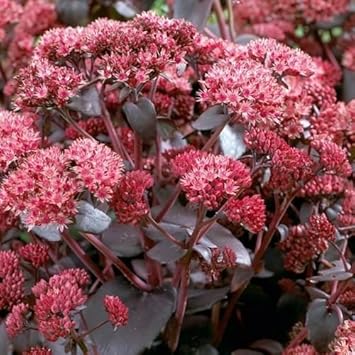 Pink Telephium Plant Seeds for Planting - 100 pcs