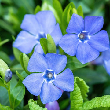 Heirloom Non-GMO Sky Blue Periwinkle Flower Seeds for Serene and Colorful Garden Planting