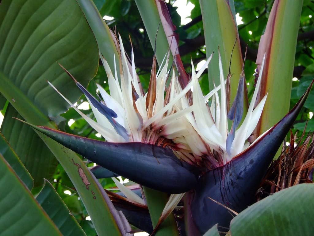 Heirloom Non-GMO White Strelitzia Reginae Houseplant Seeds for Planting ƒ?? Exotic Bird of Paradise Seeds for planting in your garden.