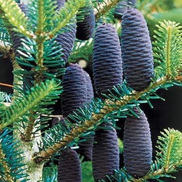Violet Abies Plant Seeds for Planting - 100 Pcs pcs