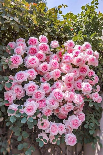 Light Pink Climbing Rose Plant Seeds for Planting - Non-GMO Heirloom Garden Seeds for Growth