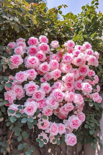 Light Pink Climbing Rose Plant Seeds for Planting - Non-GMO Heirloom Garden Seeds for Growth