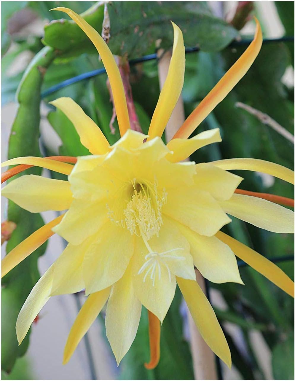 Epiphyllum Orchid Seeds for Planting, NON GMO Seeds seeds for planting in home garden