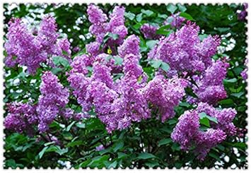 White Vanilla Fraise Flower Seeds for Planting - 100 Pcs pcs