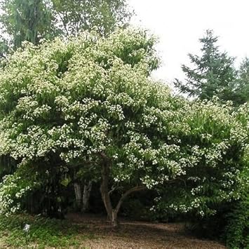 White Sevenson Flower Seeds for Garden - 100 pcs