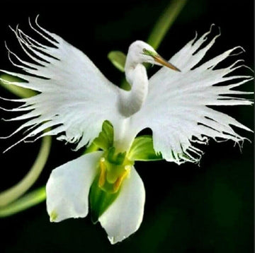 Japanese Radiata Flower Seeds for Planting – Organic, Heirloom, Non-GMO Spider Lily Seeds