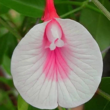White Pink Cattleya Hybrida Flower Seeds for Planting - NON GMO Seeds