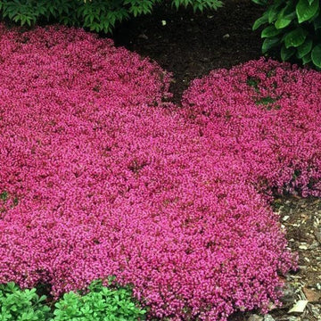 Red Creeping Flower Seeds for Planting, Fresh, NON GMO Seeds