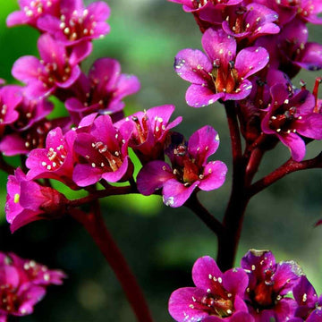 Cordifolia Flower Seeds for Planting - NON GMO Seeds