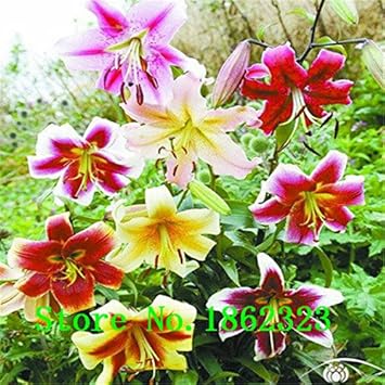 Mixed Flower Seeds for Planting, NON GMO Seeds