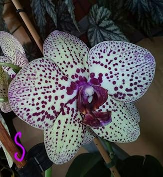 White Violet Butterfly Orchid Seeds for Planting | Organic, Heirloom, Non-GMO Flowers