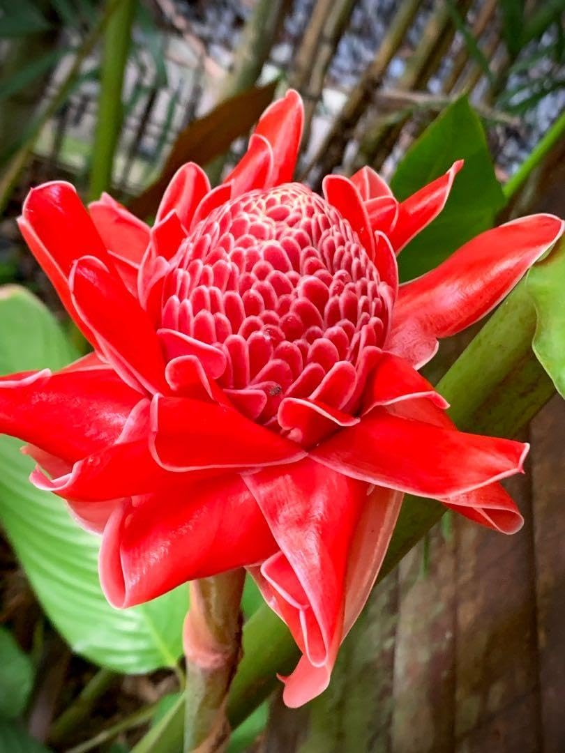 Torch Ginger Flower Seeds for Planting – Heirloom, Non-GMO Flower Seeds - Ginger for planting in home garden