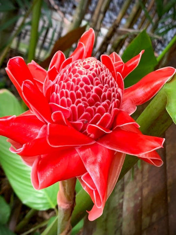 Torch Ginger Flower Seeds for Planting – Heirloom, Non-GMO Flower Seeds