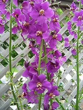 Purple Mullein Flower Seeds for Planting - NON GMO Seeds