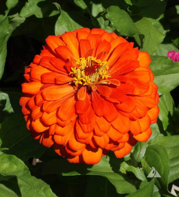 Zinnia Orange Flower Seeds for Planting – Vibrant, Non-GMO Heirloom Flower Seeds