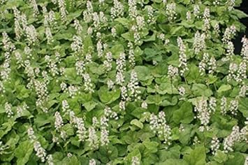 White Tiarella Wherryi Flower Seeds for Planting - 100 Pcs pcs