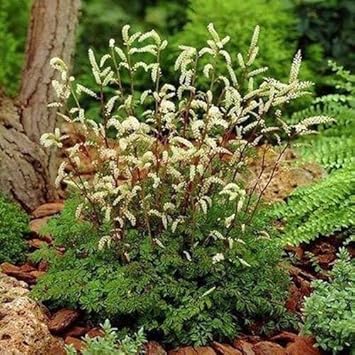 Organic Heirloom Non-GMO White Aruncus Dioicus Seeds for Planting – Shade Garden Blooms