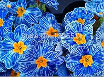 Heirloom Blue Zebra Primula Flower Seeds for Planting – Non-GMO Perennial Garden Blooms