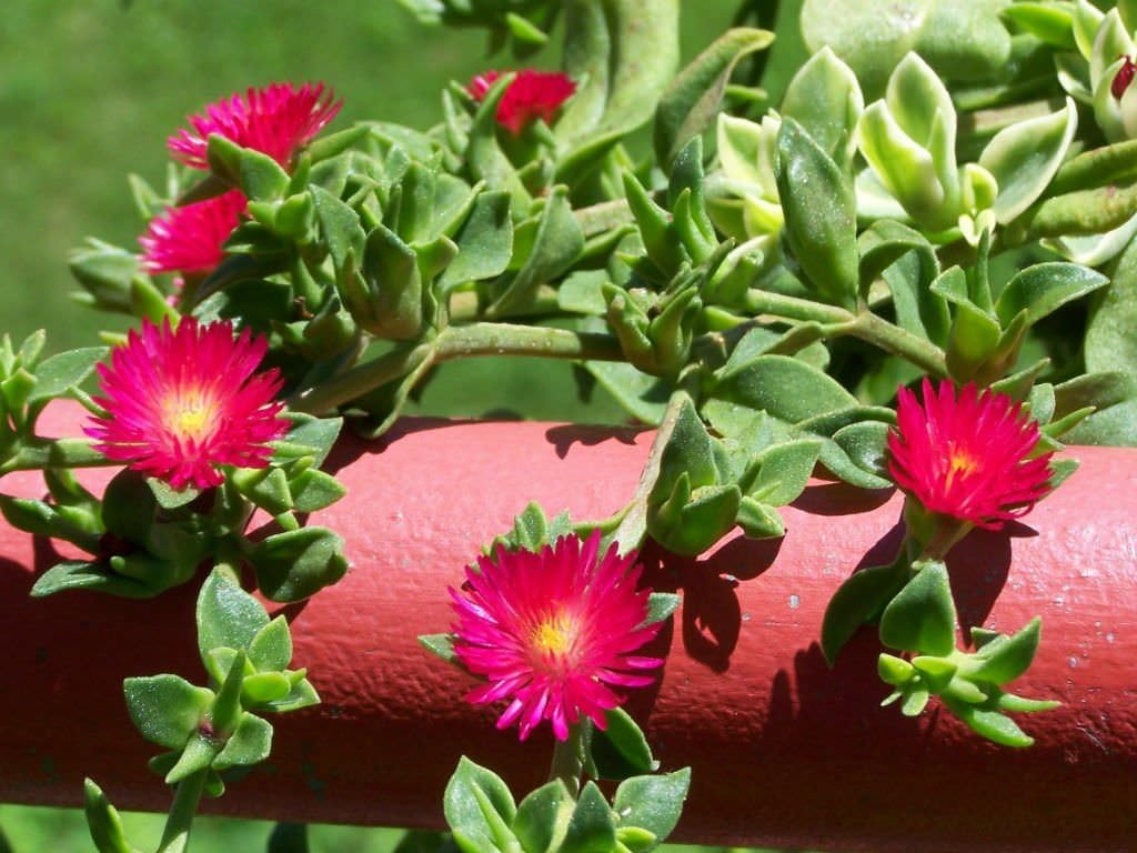 Aptenia Cordifolia Flower Seeds for Planting - Heirloom and Non-GMO Garden Seeds