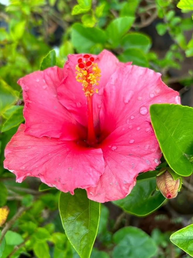 Hibiscus Flower Seeds for planting in home garden