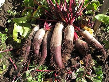 Red Mammoth Beet Seeds for Planting - 100 Pcs pcs