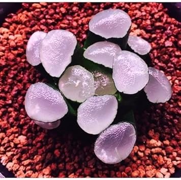 Purple Haworthia Maughanii Plant Seeds for Planting