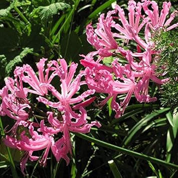 Pink Agapanthus Flower Seeds for Planting - 100 pcs
