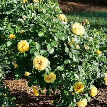 Light Yellow Climbing Rose Flower Seeds