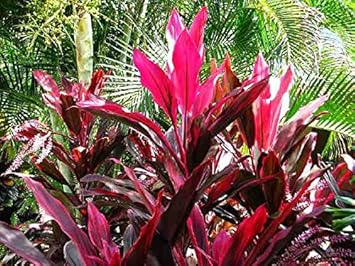 Red Cordyline Rubra Plant Seeds for Planting, 100 pcs for planting in your garden.