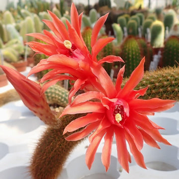 Hildewintera Flower Seeds Heirloom Non GMO Planting - 100 pcs