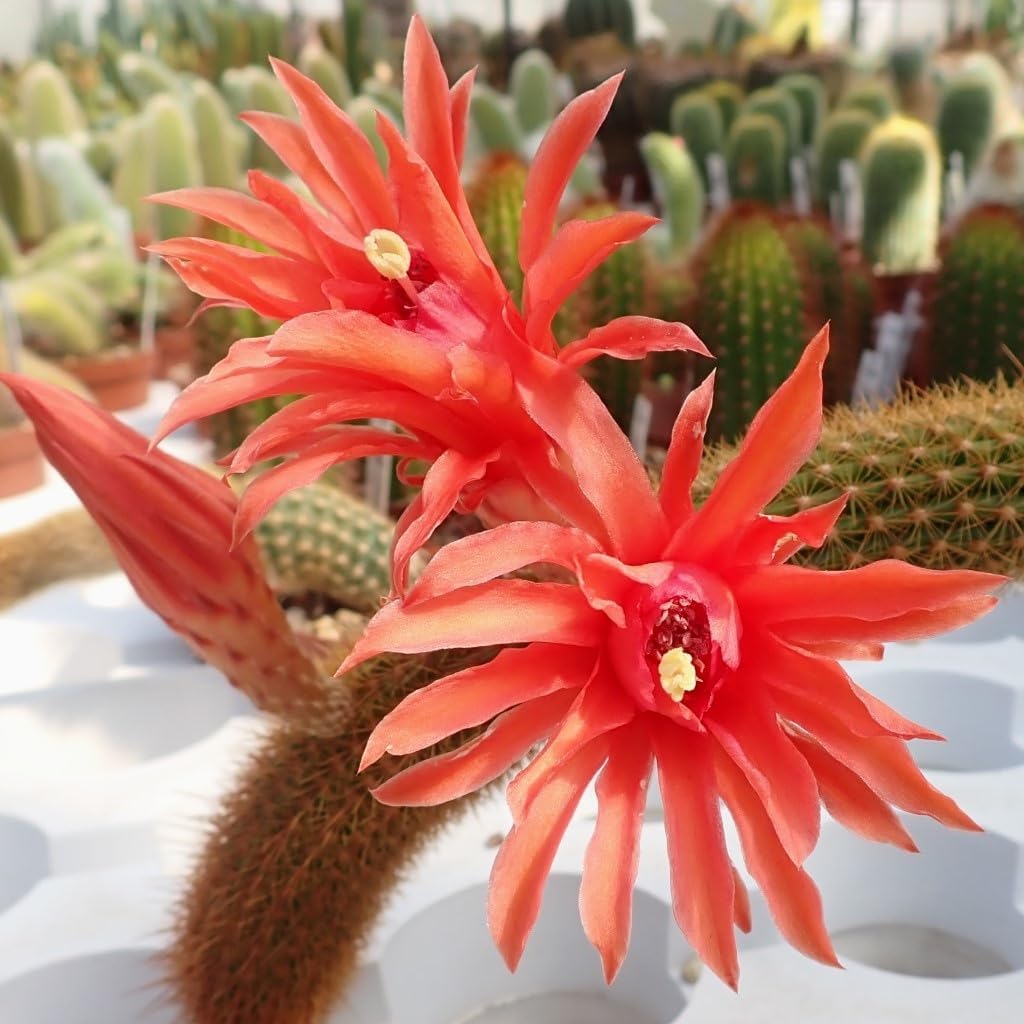 Hildewintera Flower Seeds Heirloom Non GMO Planting - 100 pcs for planting in home garden