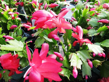 Schlumbergera Flower Seeds Light Pink for Planting, NON GMO Seeds