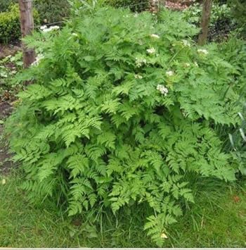 Green Cicely Plant Seeds for Planting