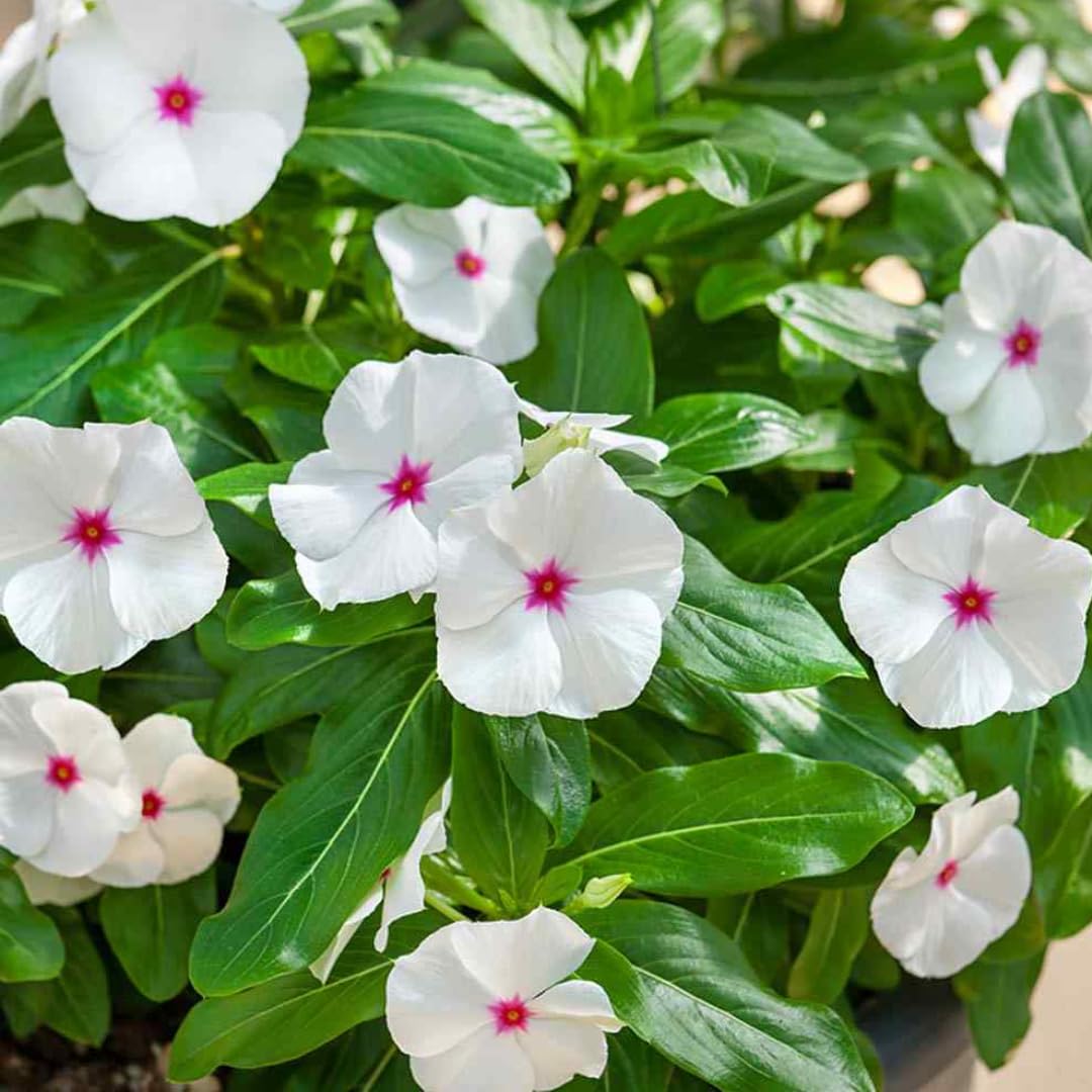 Heirloom Non-GMO Periwinkle Vinca Flower Seeds for Planting – Hardy Ground Cover Garden Blooms - Non-GMO for planting in home garden