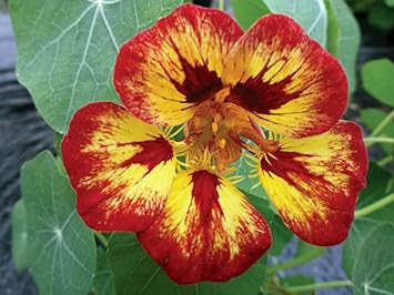 Multi Nasturtium Flower Seeds â€“ Heirloom, Non-GMO Seeds for Planting Vibrant Garden Blooms
