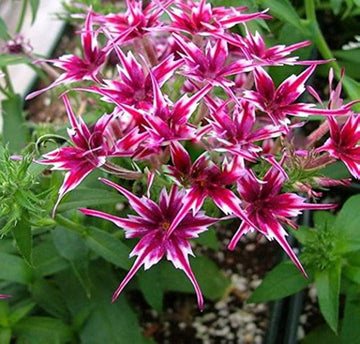 Heirloom Non-GMO Twinkle Star Flower Seeds for Planting – Dainty Star-Shaped Garden Blooms