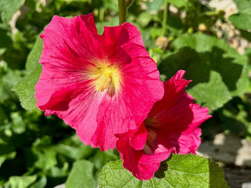 Malvarosa Flower Seeds for Planting - NON GMO Seeds