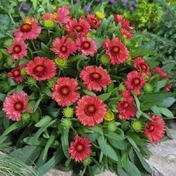 Red Gaillardia Arizona Flower Seeds for Planting, 100 pcs