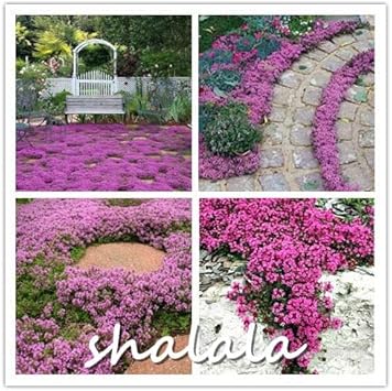 Cress Perennial Flower Seeds for Planting – Organic, Heirloom, Non-GMO Edible Herb Seeds
