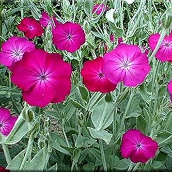 Pink Lychnis Seeds for Planting – Organic, Heirloom, Non-GMO Flower Seeds