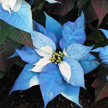 Heirloom Non-GMO Sky Blue Poinsettia Flower Seeds for Planting – Rare Colorful Blooming Flower Seeds