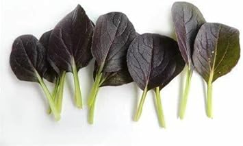 Black Bok Choy Seeds for Planting - 100 Pcs pcs