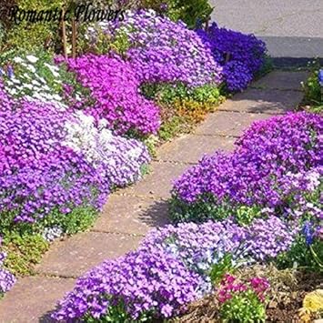 Purple Aubrieta Cascade Plant Seeds for Planting - NON GMO Seeds