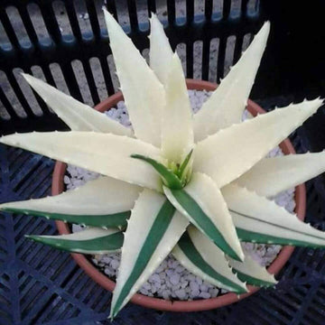 Green White Aloe Vera Plant Seeds for Planting - Heirloom & Non-GMO Seeds for planting – Fresh Herb for Your Garden