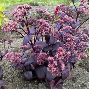 Pink Sedum Telephium Plant Seeds for Planting - NON GMO Seeds for planting in home garden