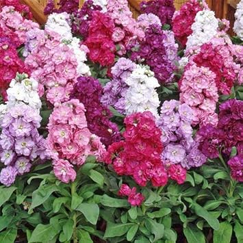 Heirloom Non-GMO Matthiola Incana Flower Seeds | Fragrant Stock Garden Blooms
