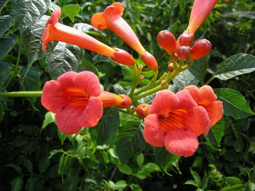 Enredadera Trompetan Flower Seeds for Planting - 100 pcs